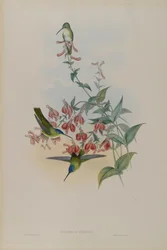 Cyanomyia Franciae: Francias Azurkrone